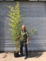 BAMBOO PHYLLOSTACHYS AUREA
