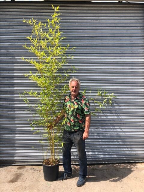 BAMBOO PHYLLOSTACHYS AUREA
