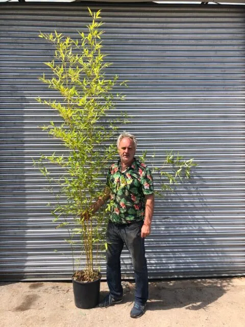 BAMBOO PHYLLOSTACHYS AUREA