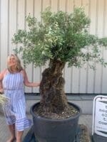 Large olive tree gnarled trunk