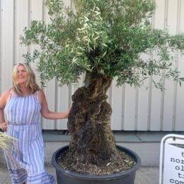 Large olive tree gnarled trunk