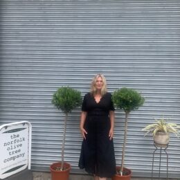 Pair of olive trees for sale