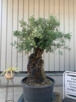 Large olive tree gnarled trunk