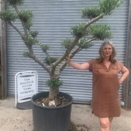 Topiary tree