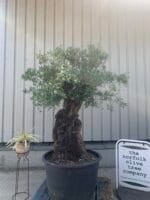 Large olive tree gnarled trunk