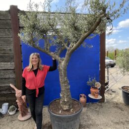 Multi stemmed Olive Tree