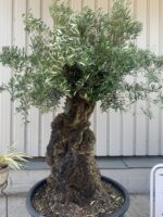 Large olive tree gnarled trunk