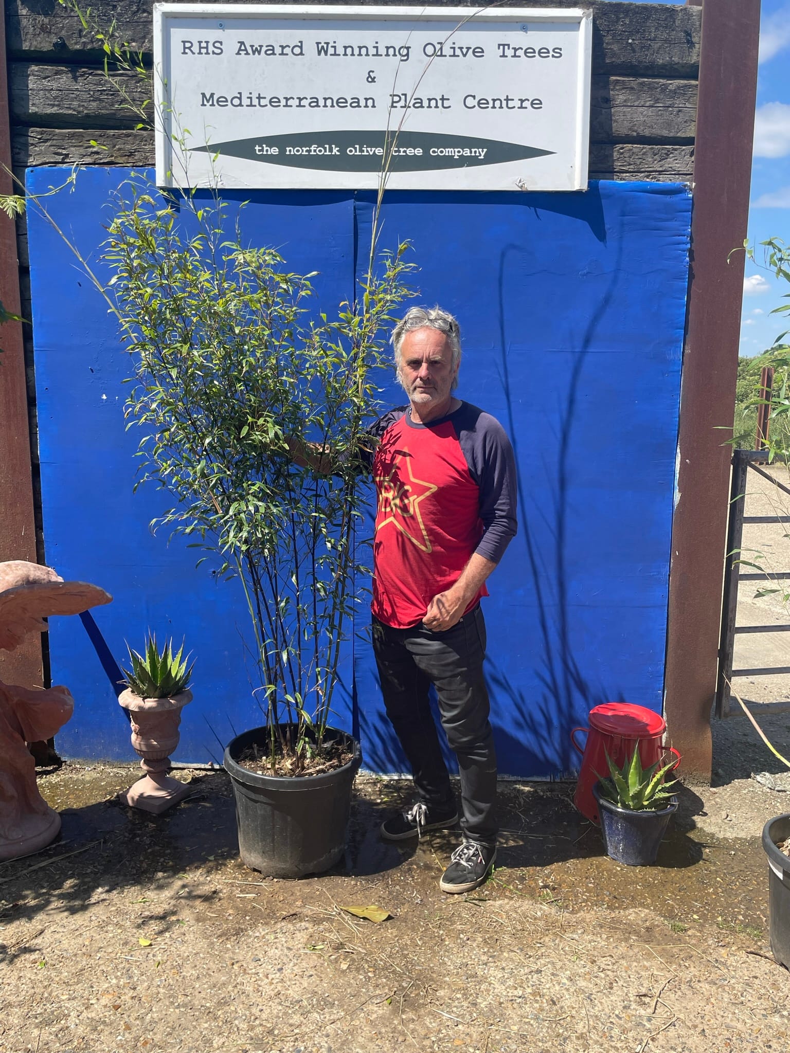 Black Bamboo for sale free delivery. The Norfolk Olive Tree Company