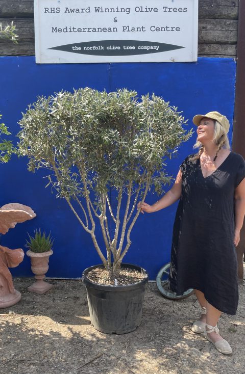 CC1D6478-86B2-472E-BC57-DBB4081C2675 Multi stemmed Olive Tree