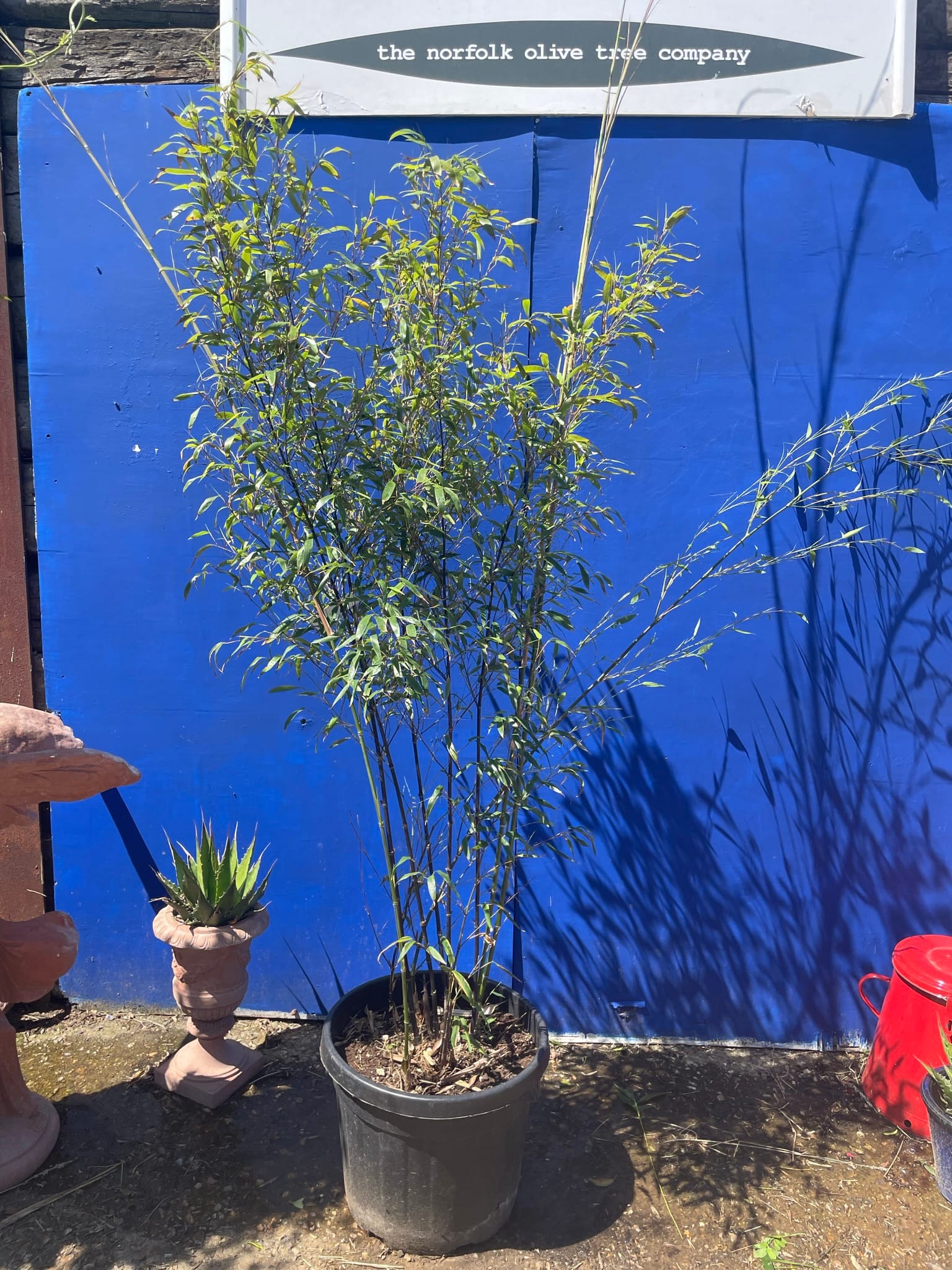 Black Bamboo for sale free delivery. The Norfolk Olive Tree Company