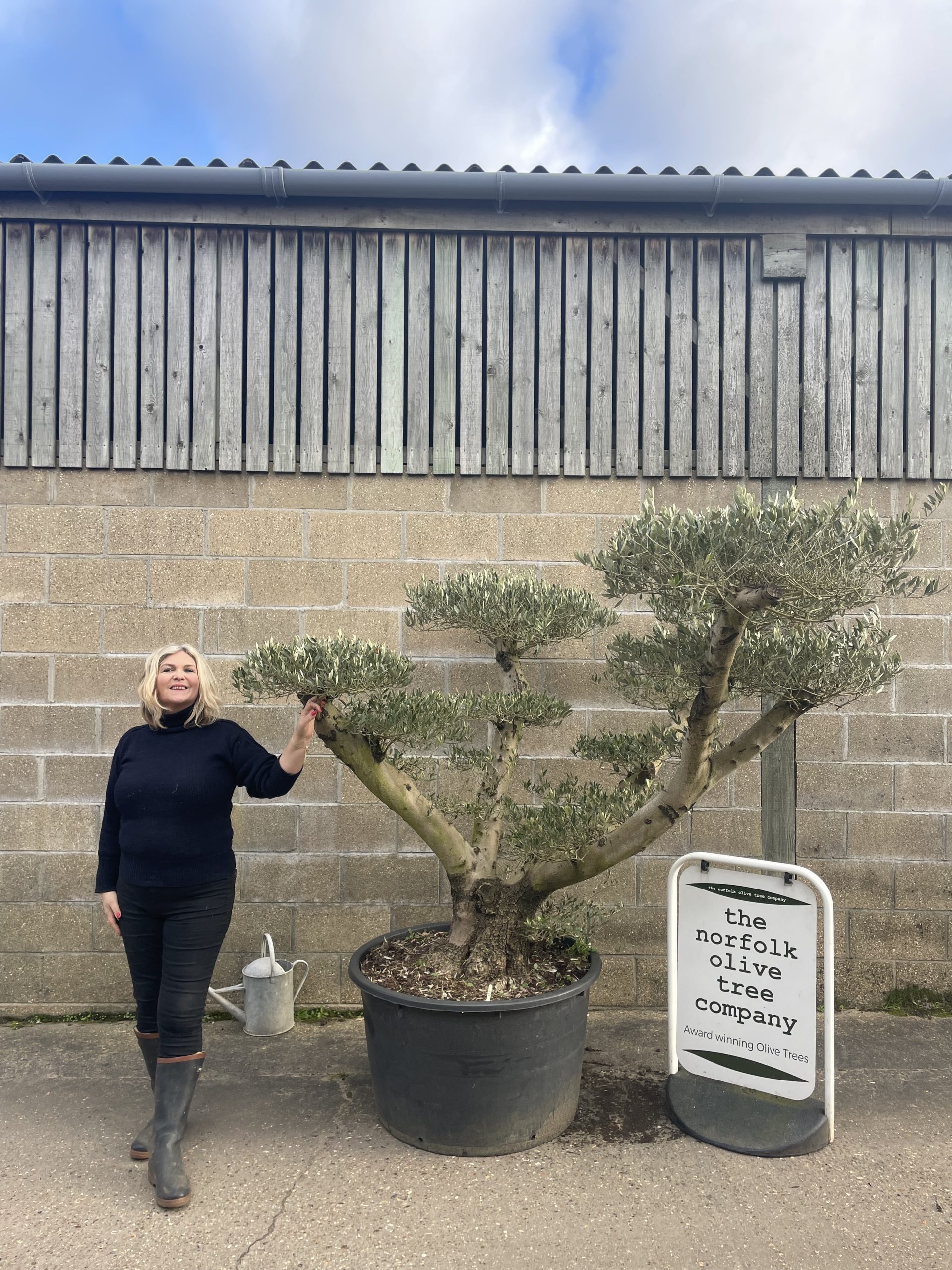Zen garden tree - The Norfolk Olive Tree Company