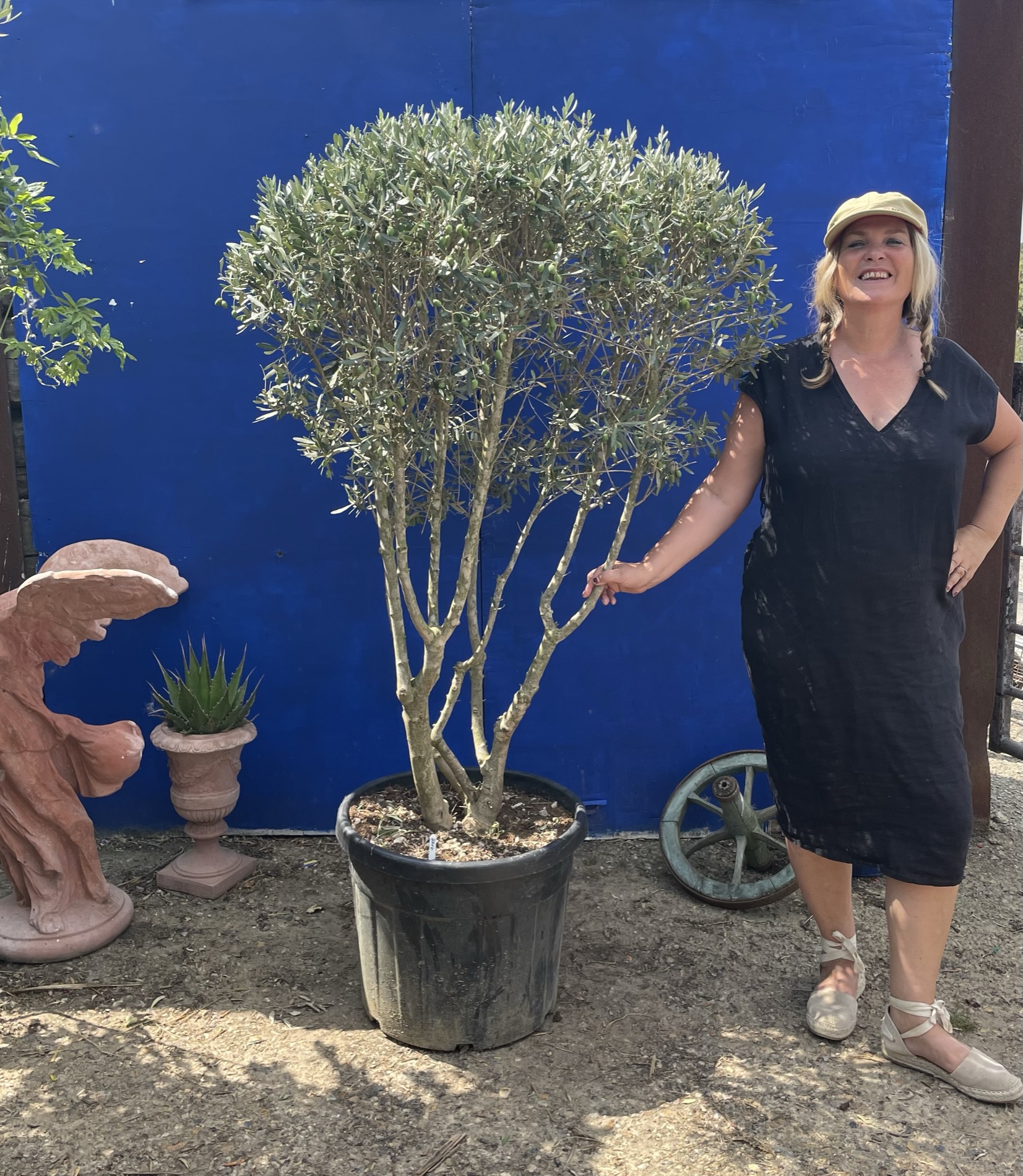 Italian Olive Tree for sale The Norfolk Olive Tree Company