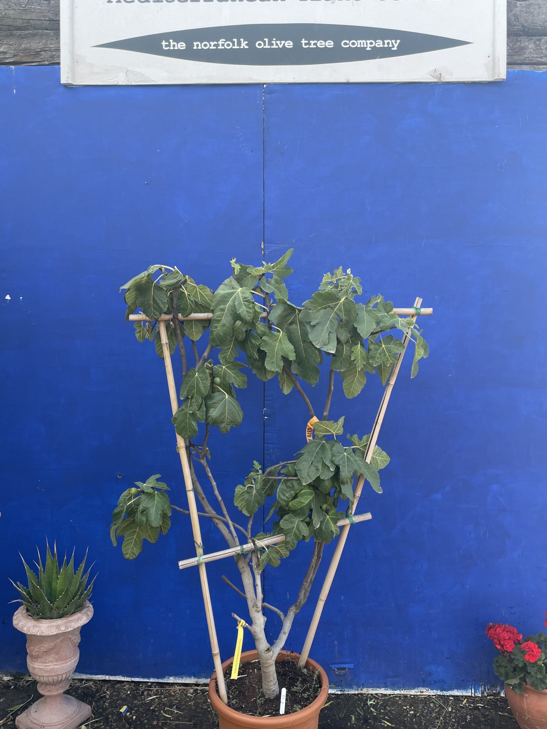 Fig tree for sale. Delivery included. The Norfolk Olive Tree Company