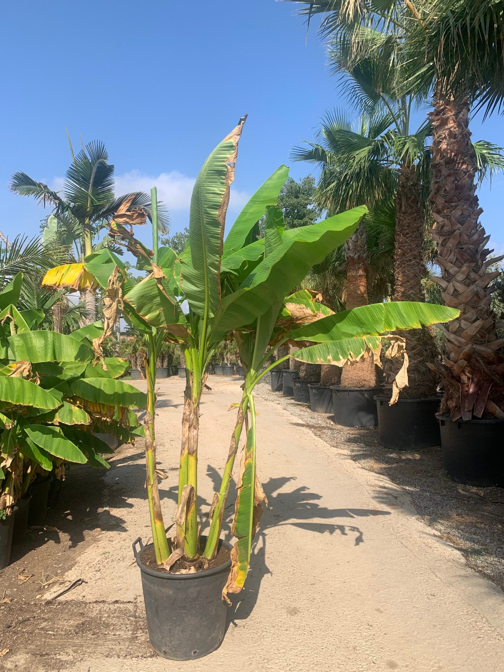 musa basjoo | japanese banana plant | norfolk olive co - the