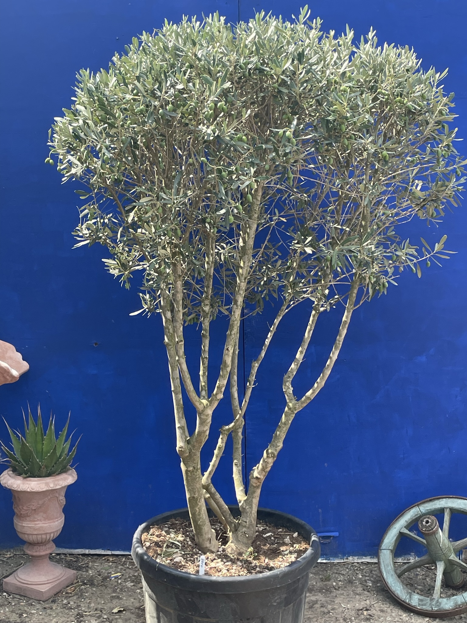 Italian Olive Tree for sale The Norfolk Olive Tree Company