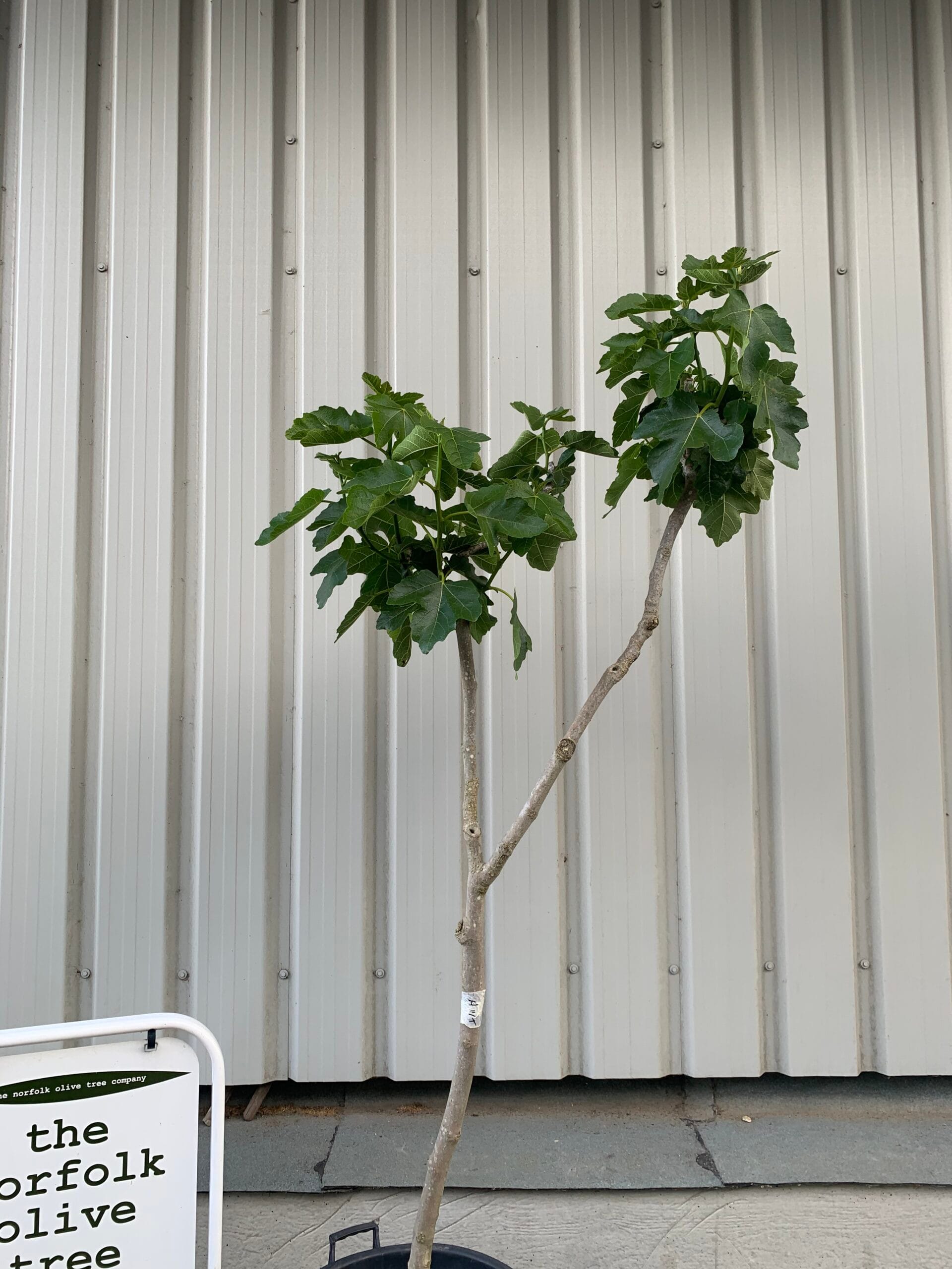 Fig tree for sale The Norfolk Olive Tree Company