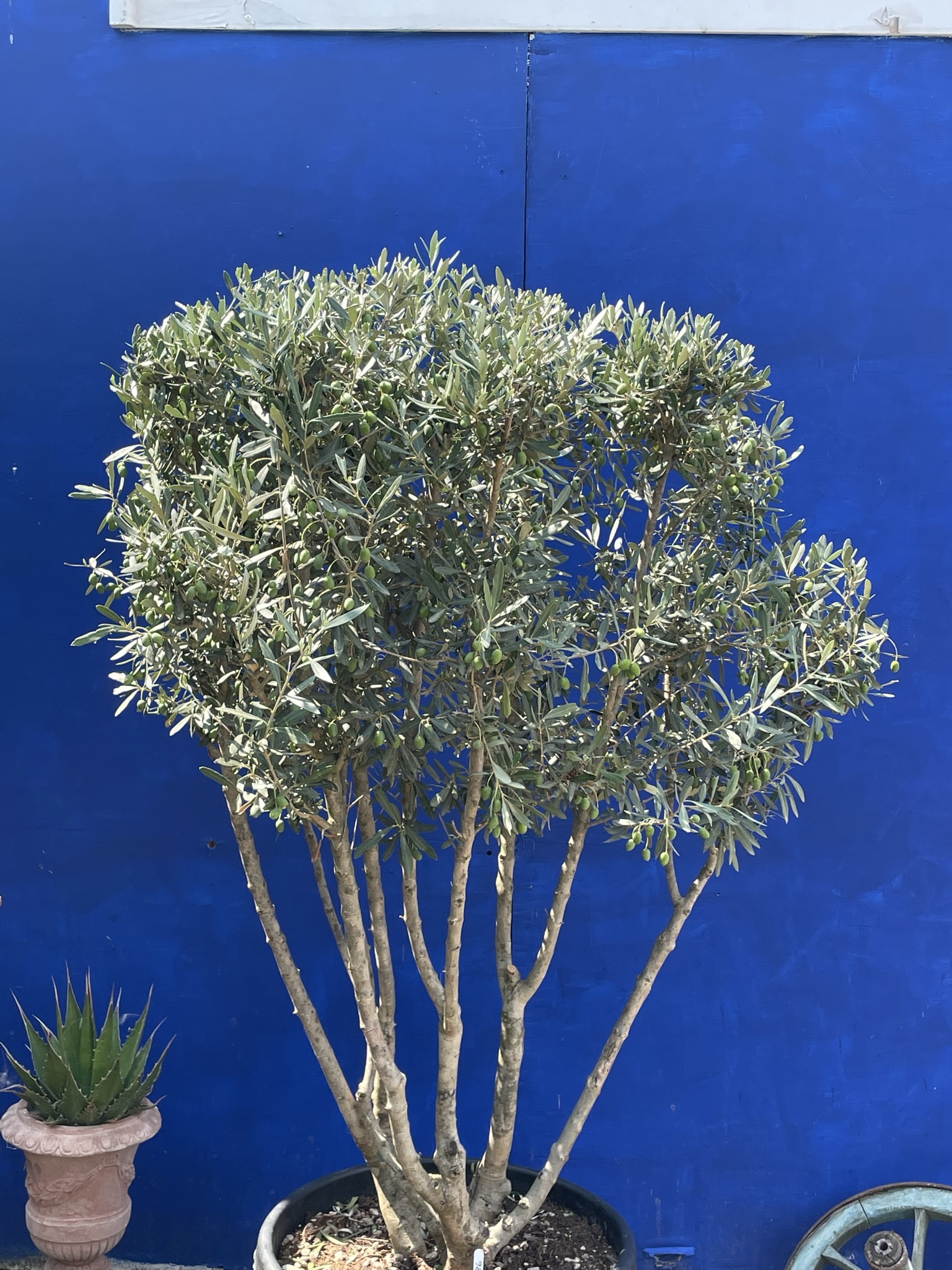 Multi stemmed Olive Tree The Norfolk Olive Tree Company