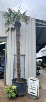 Tall Trachycarpus Fortunei