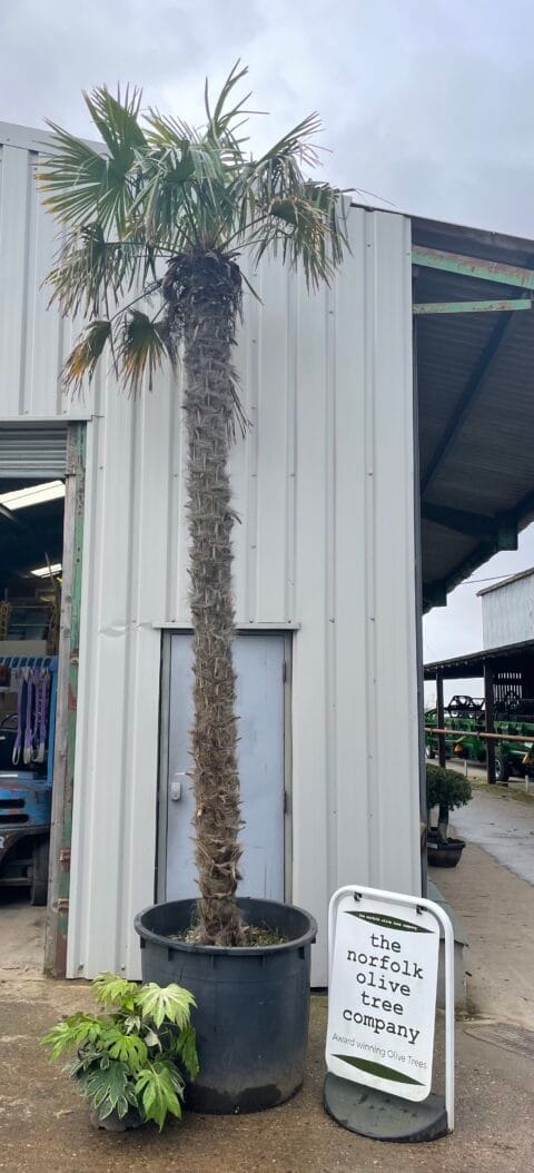 Tall Trachycarpus Fortunei