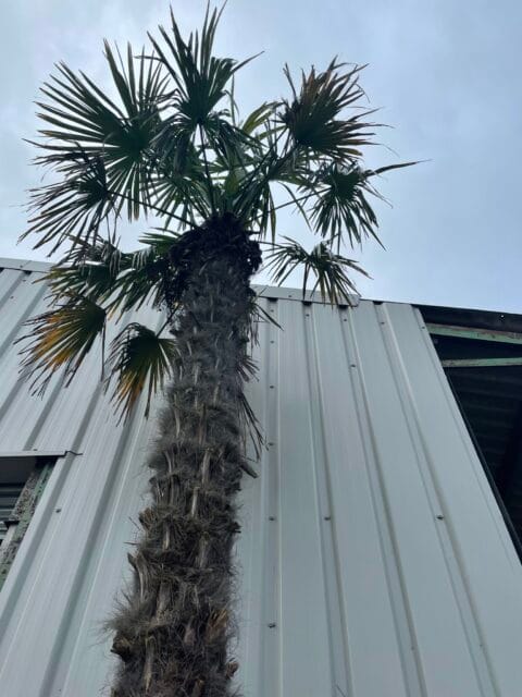 Tall Trachycarpus Fortunei