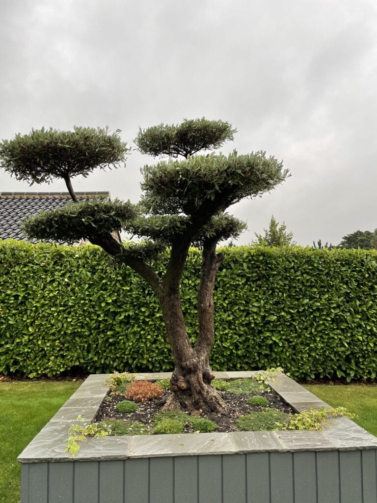 Cloud Olive trees