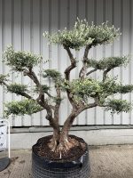 Cloud Olive Tree for sale.