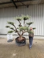 Cloud Olive Tree for sale.