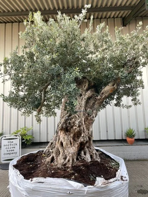 Home - The Norfolk Olive Tree Company