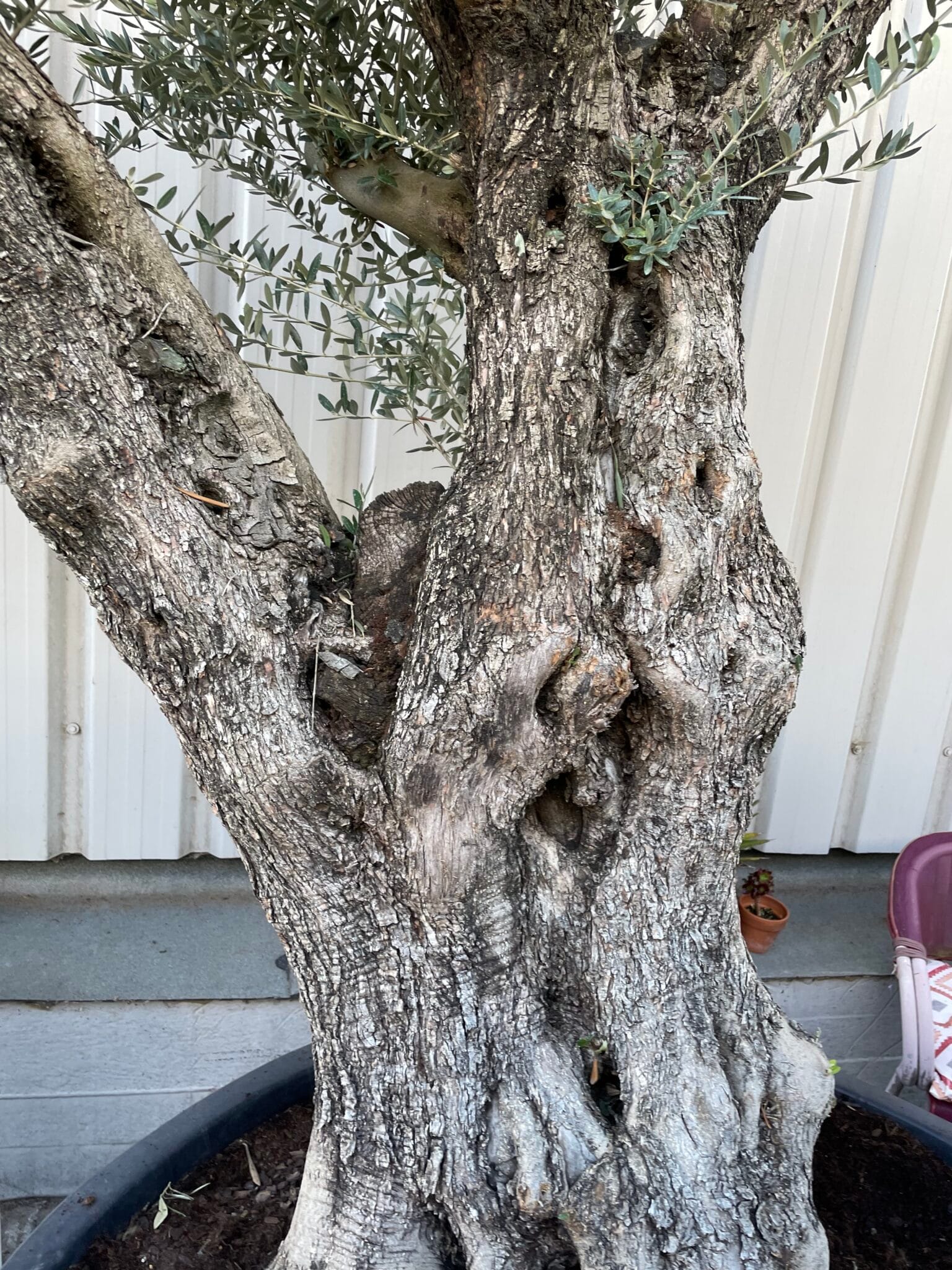 Large olive tree gnarled trunk The Norfolk Olive Tree Company