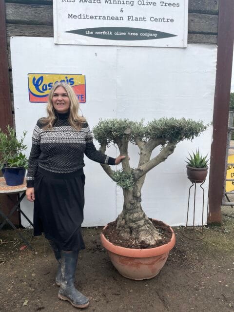 Bonsai cloud tree