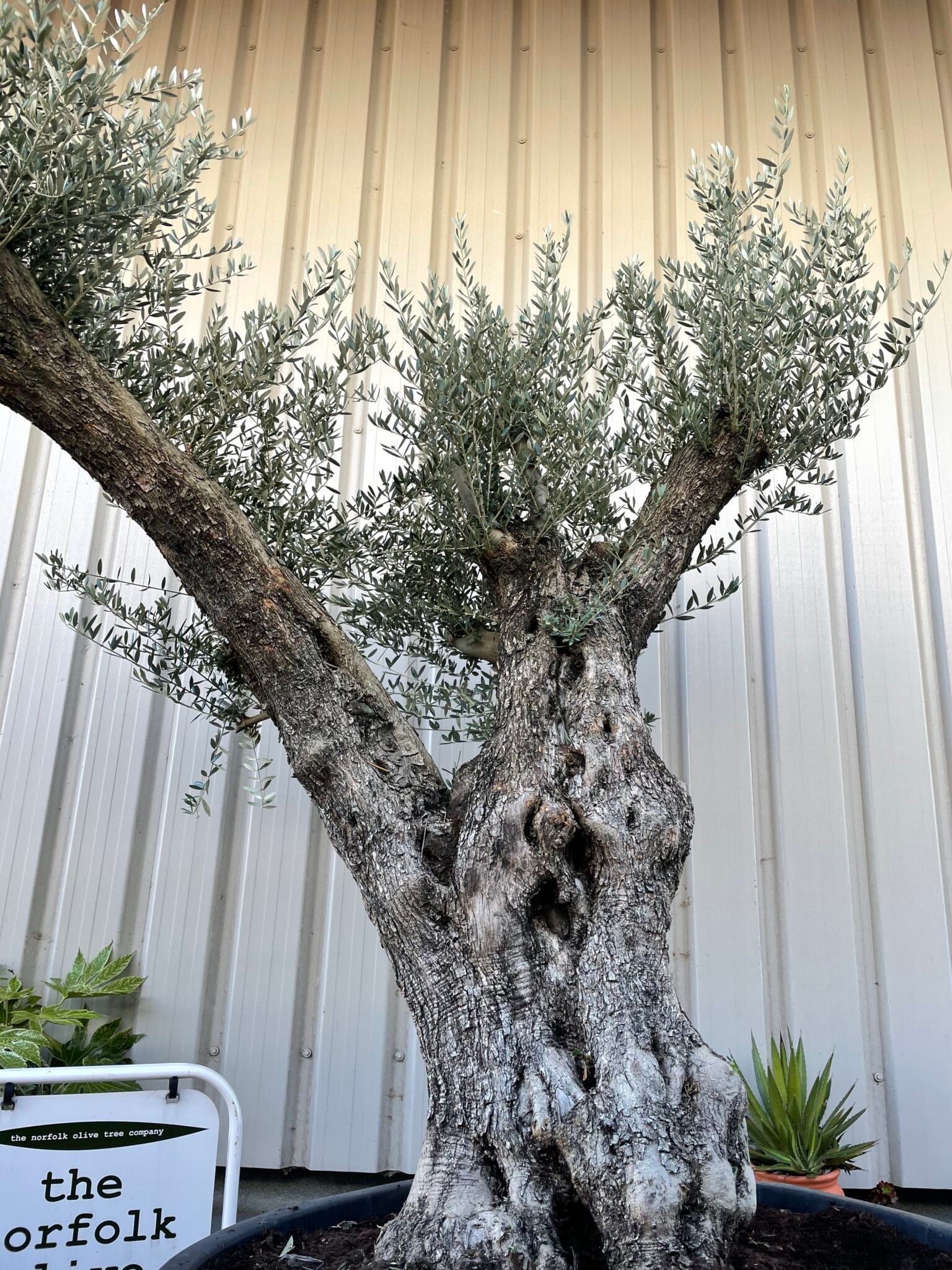 Large olive tree gnarled trunk The Norfolk Olive Tree Company