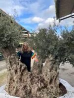 3660EA95-7B62-4842-9953-E93FCCC82ED8 Ancient Olive tree extra large
