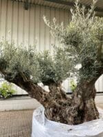 Ancient Olive tree extra large