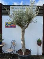 Smooth stem Olive tree