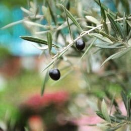 Mediterranean Garden