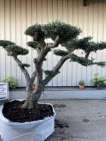 Ancient cloud tree