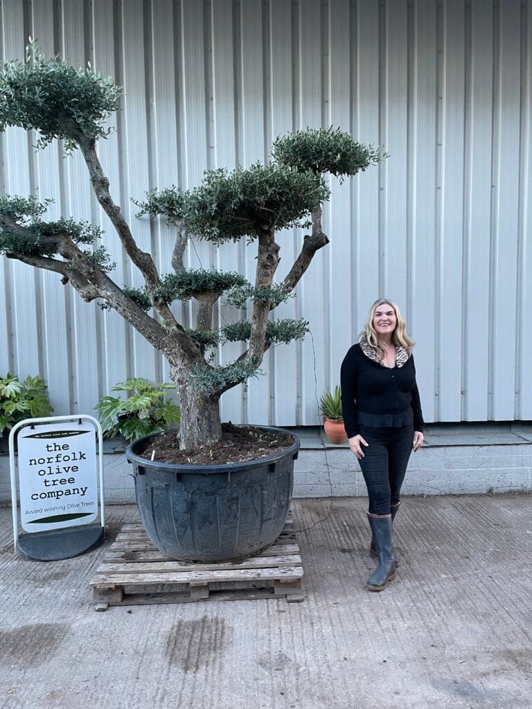 Large gnarled cloud Olive tree