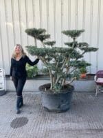 Niwaki Cloud tree