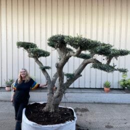 Ancient cloud tree