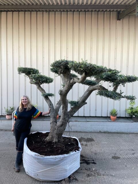 Ancient cloud tree