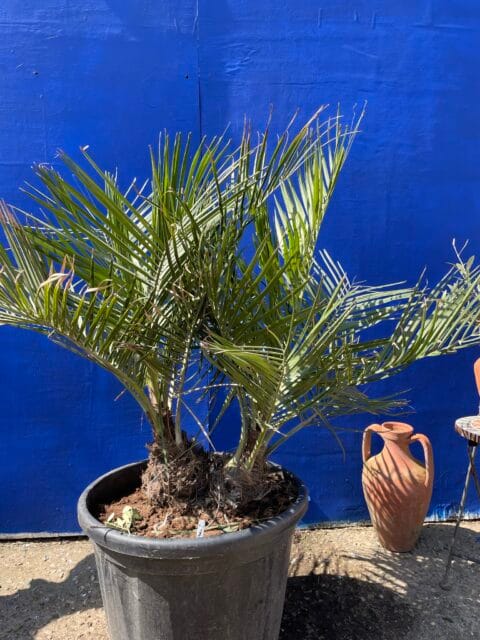Jubaea Chilensis