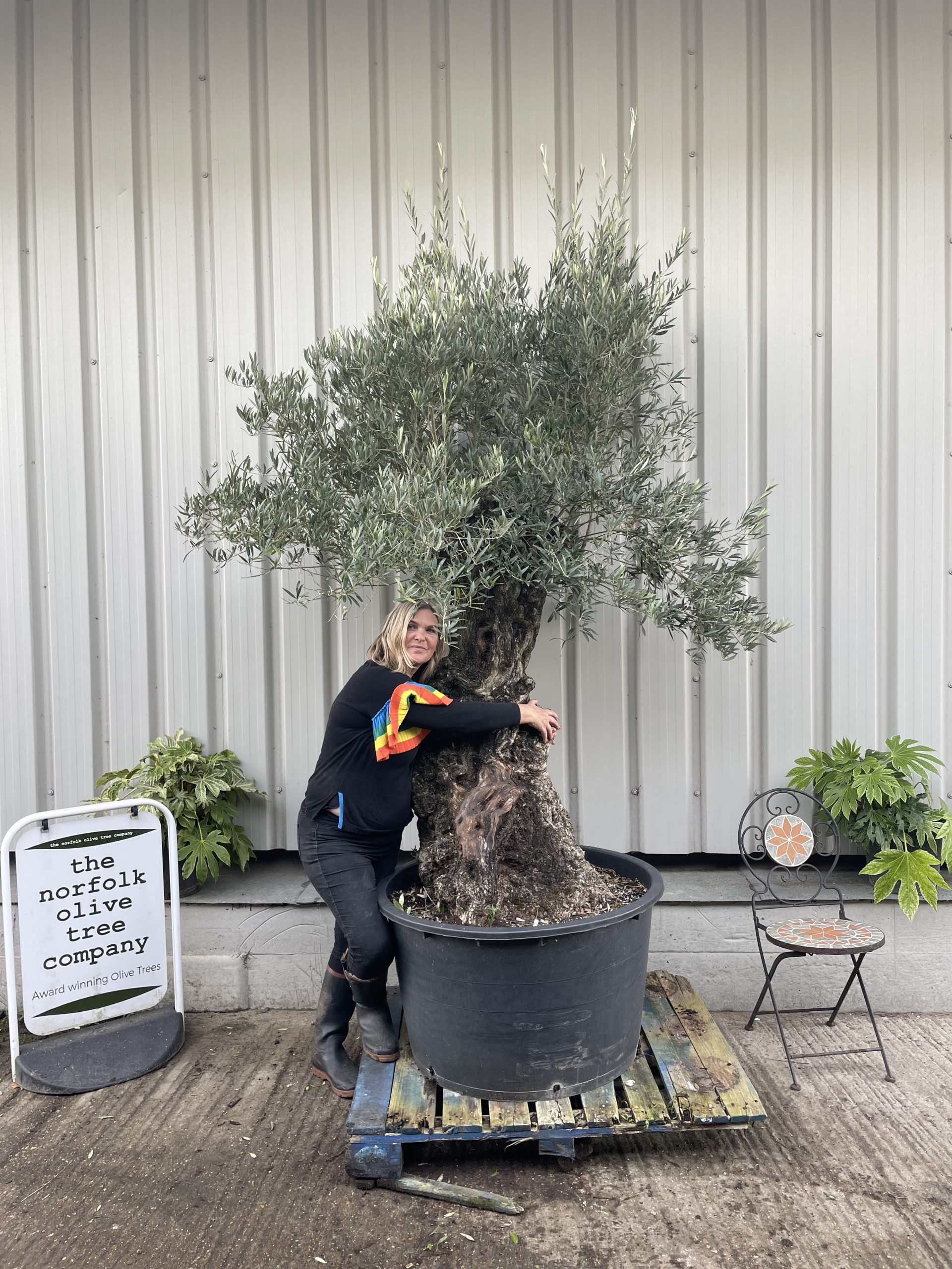 Large olive tree gnarled trunk The Norfolk Olive Tree Company