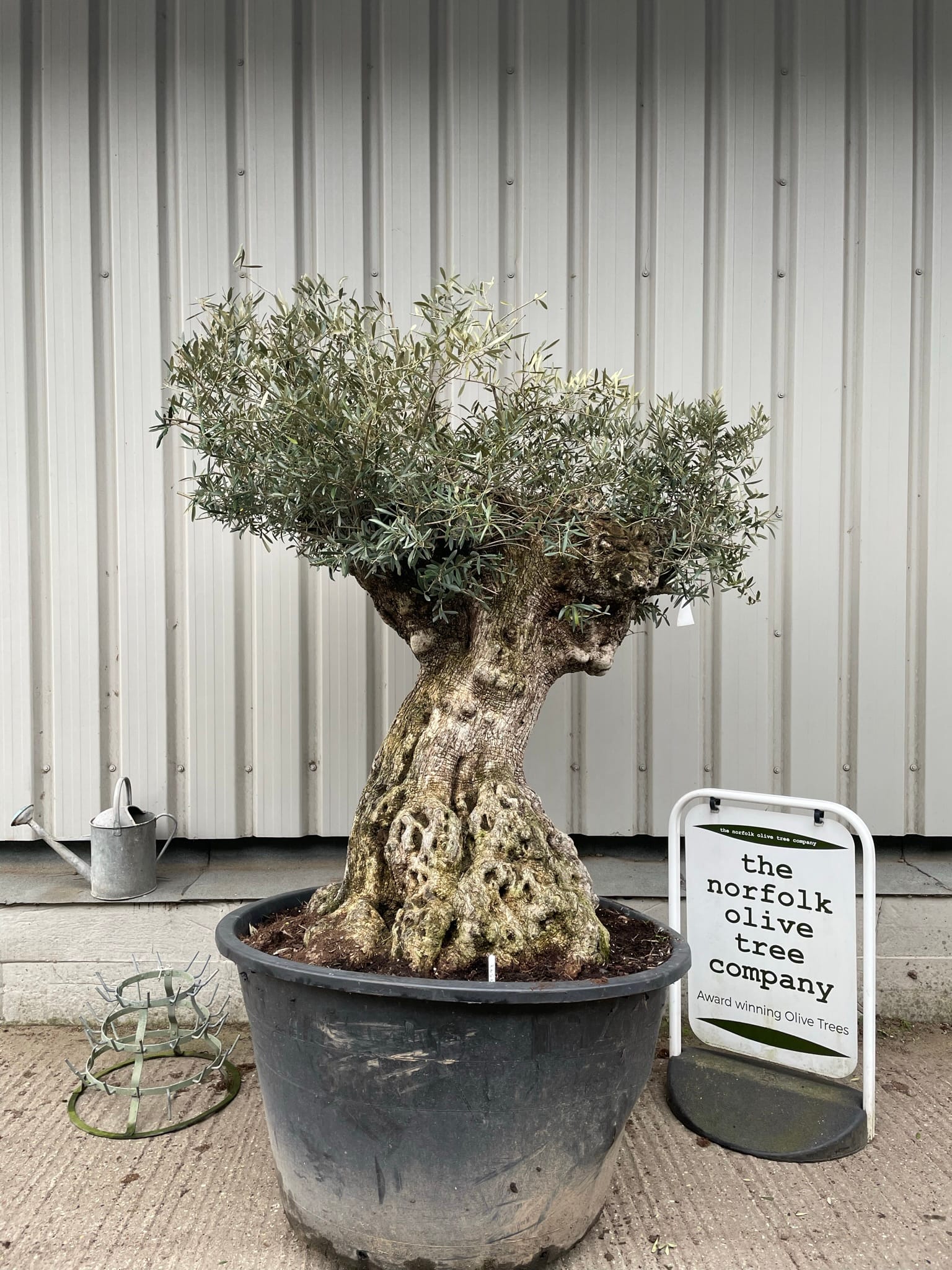 Large olive tree gnarled trunk The Norfolk Olive Tree Company