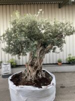 Ancient Olive tree extra large