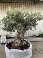 Ancient Olive tree extra large