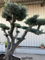 Ancient cloud tree