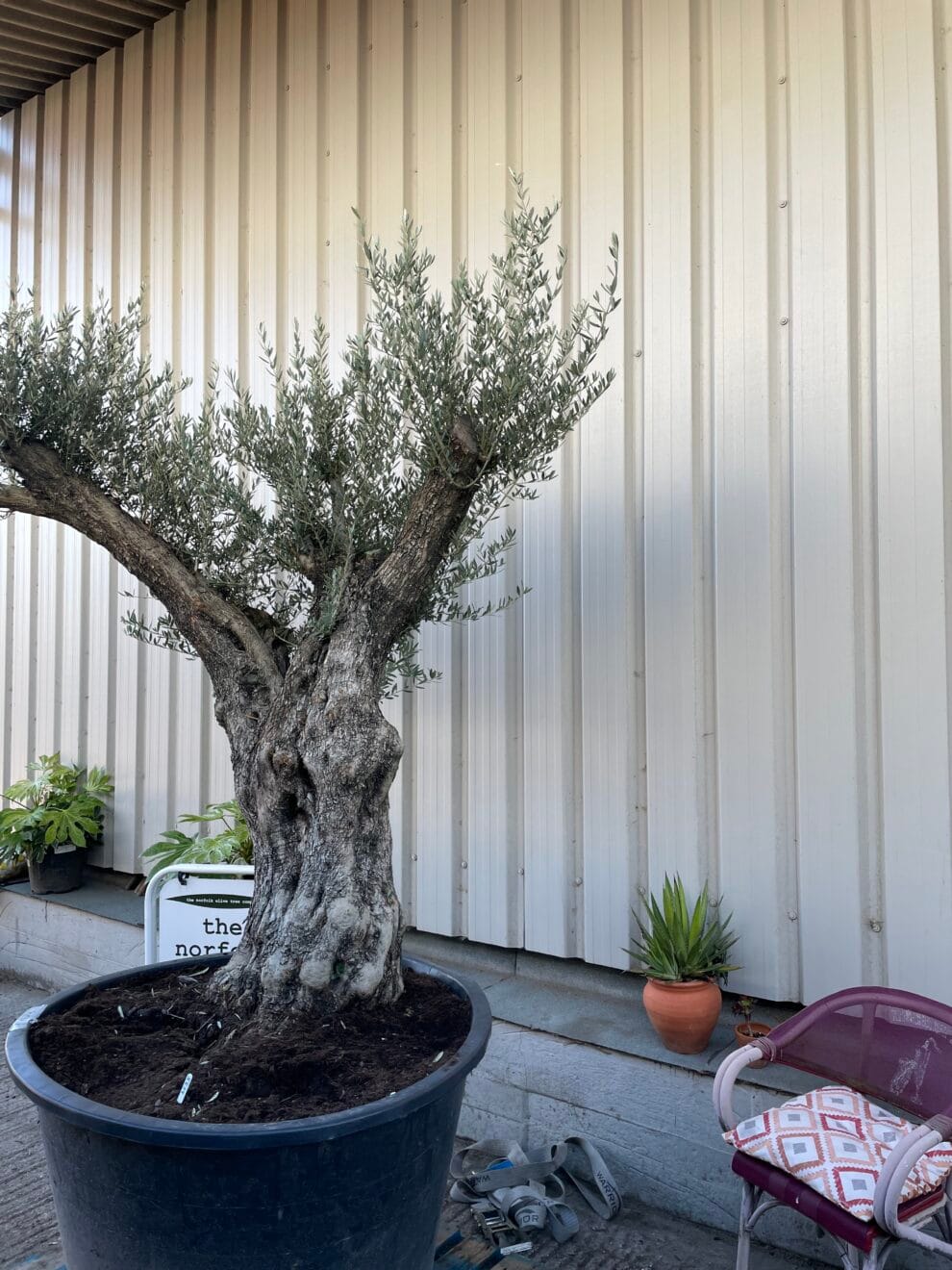 Large olive tree gnarled trunk The Norfolk Olive Tree Company