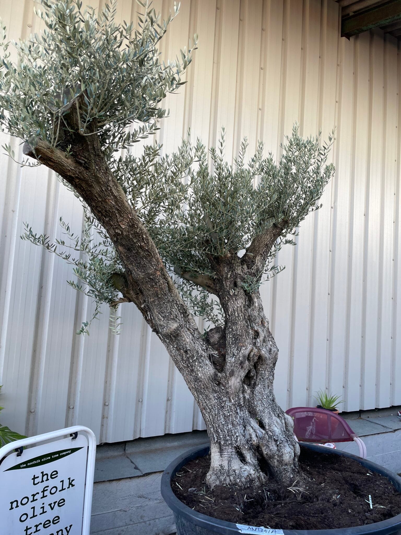 Large olive tree gnarled trunk The Norfolk Olive Tree Company