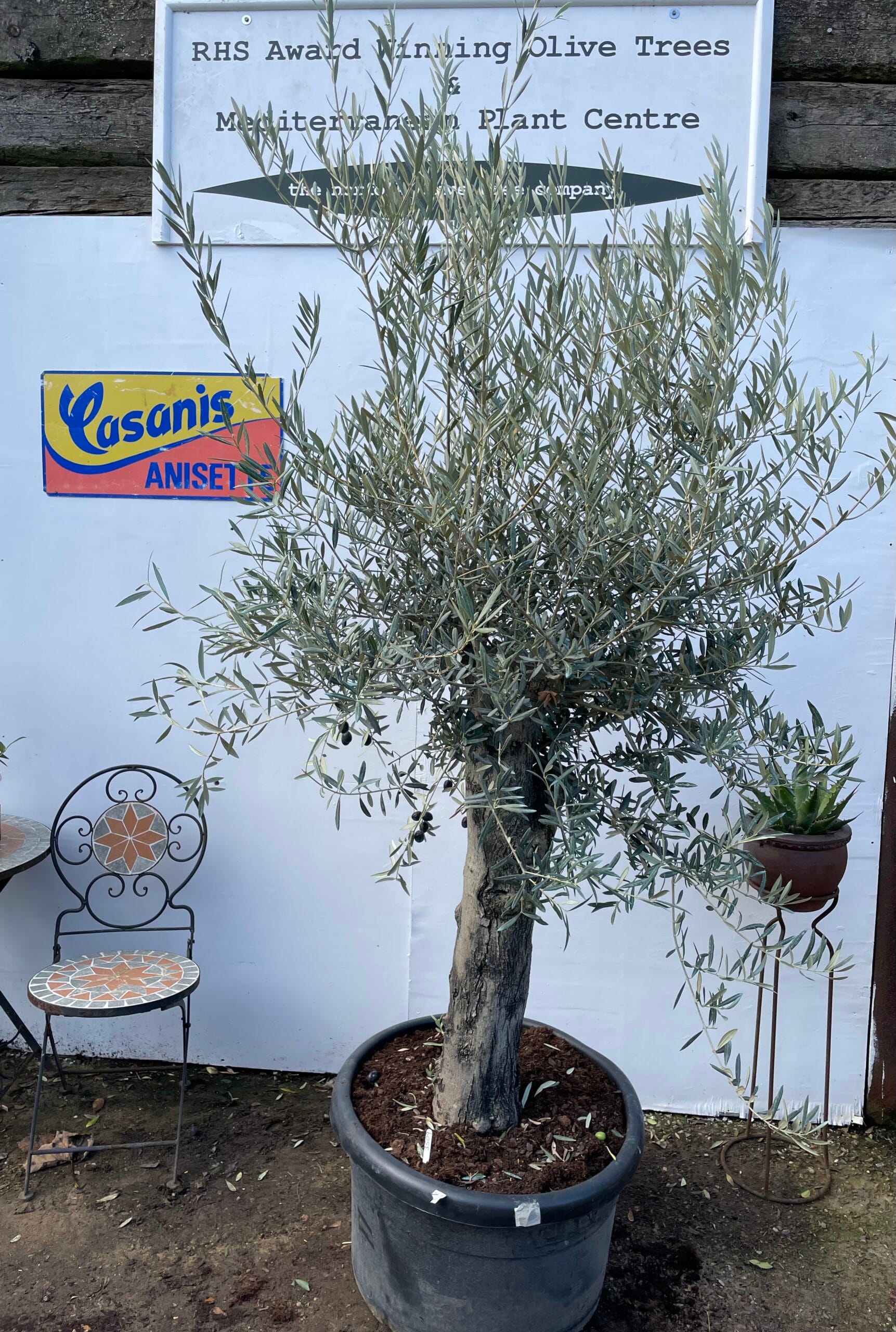 Small gnarled Olive tree The Norfolk Olive Tree Company