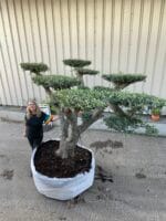 Ancient cloud tree